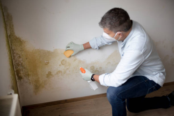 Best Mold Prevention Services  in Blairsville, PA